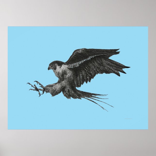 Affiches Dessin de Faucon Pèlerin sur Toile (Devant)