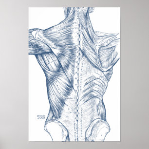 Affiches Dessin Médical Vintage Muscles du Dos Bleu (1890)
