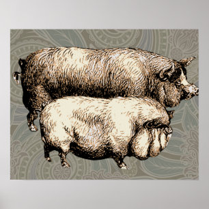 Affiches Dessins de cochons antiques vintage