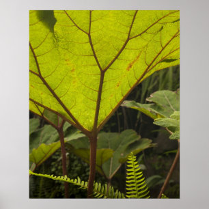 Affiches Détail de plante dans un jardin botanique, Équateu