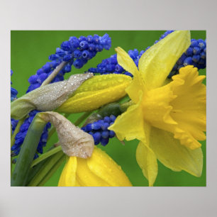 Affiches Détail des fleurs de jonquille et de jacinthe. Cré