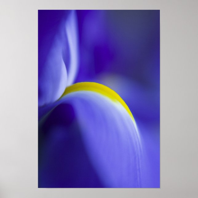 Affiches Détail rapproché d'un iris Blue Flag. (Devant)