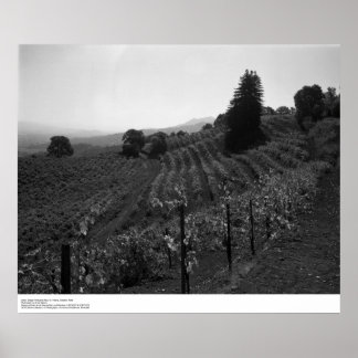 Affiches Détail, Vignobles Draper près de St. Helena, 1966