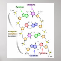 Detailed Diagram of the Chemical structure of DNA