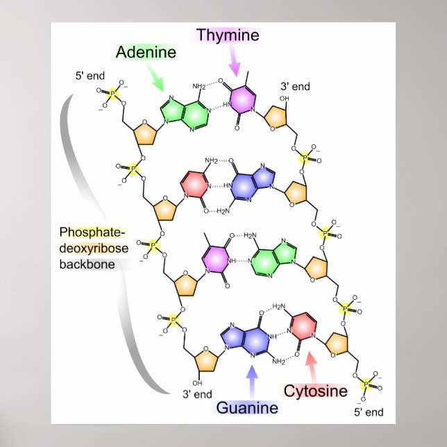 Affiches Detailed Diagram of the Chemical structure of DNA (Devant)