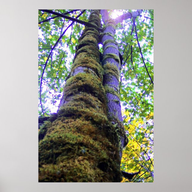 Affiches Deux arbres (Devant)