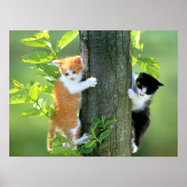Affiches Deux chatons dans un arbre (Devant)