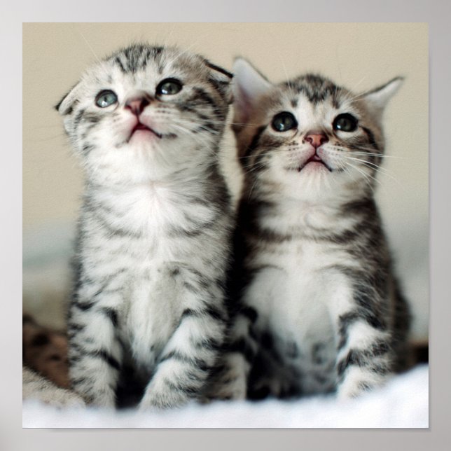 Affiches Deux chatons mignons (Devant)