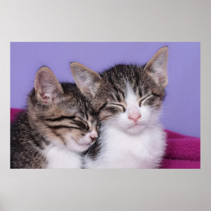 Affiches Deux chatons mignons faisant une sieste