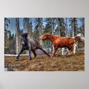 Affiches Deux Chevaux Jouer Cheval Ranch Equine Photo