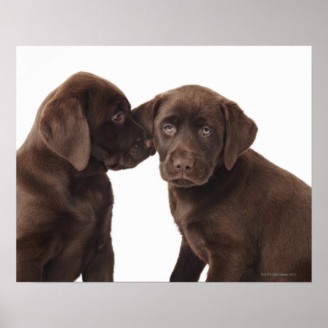 Affiches Deux chiots au chocolat Labrador Retriever (Devant)