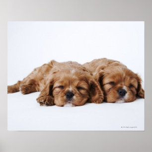Affiches Deux chiots Cavalier King Charles Spaniel