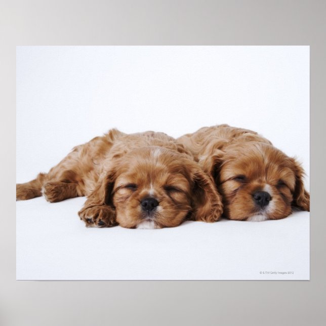 Affiches Deux chiots Cavalier King Charles Spaniel (Devant)
