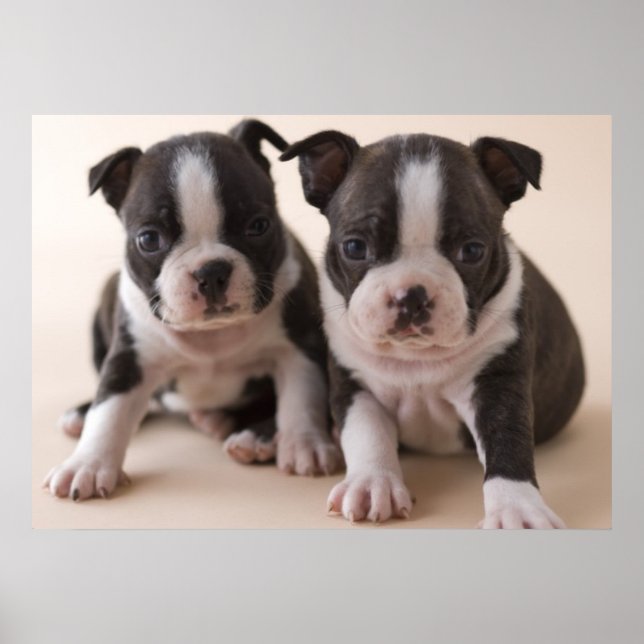 Affiches Deux Chiots de Boston Terrier (Devant)