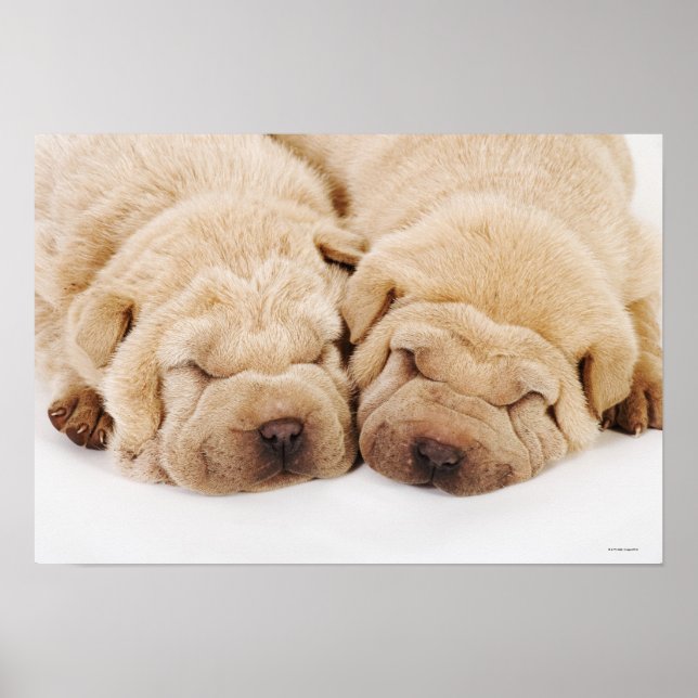 Affiches Deux chiots Shar Pei dorment (Devant)