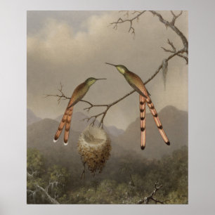 Affiches Deux colibris avec leur jeune