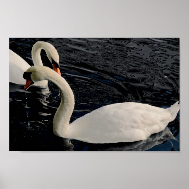 Affiches Deux cygnes (Devant)