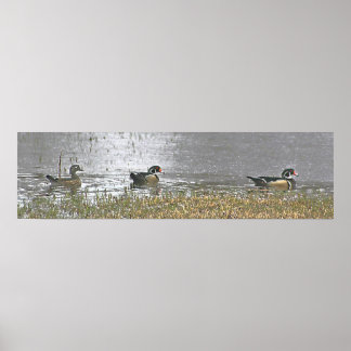 Affiches Deux Drake et un Hen Wood Duck