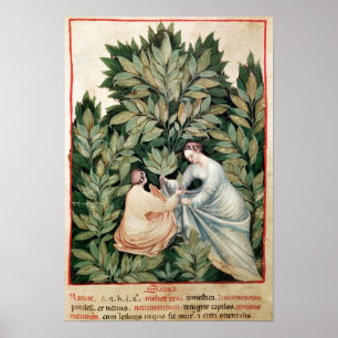 Affiches Deux femmes sélectionnant la sauge, de 'Tacuinum