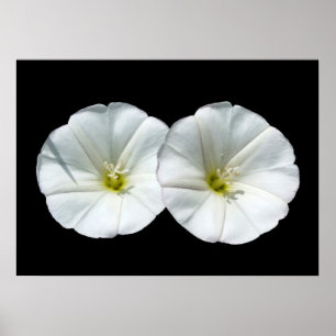 Affiches deux fleurs blanches