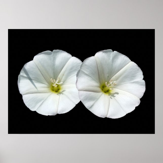 Affiches deux fleurs blanches (Devant)
