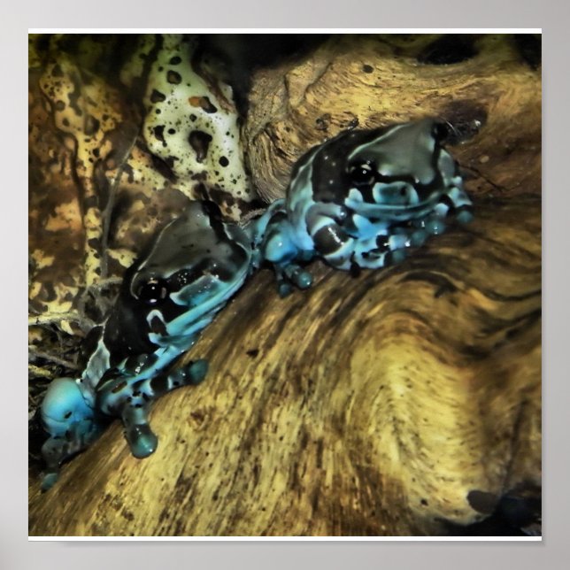 Affiches deux grenouilles en retrait (Devant)