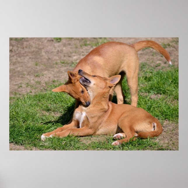 Affiches Deux jeunes dingos (Devant)