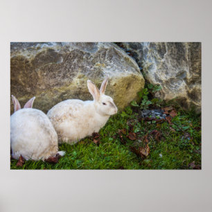 Affiches Deux lapins blancs