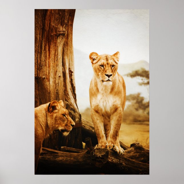 Affiches Deux Lioness Par Arbre (Devant)