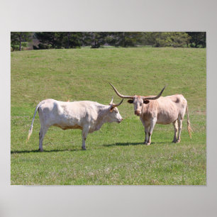 Affiches Deux Longhorns du Texas Gossiping