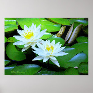 AFFICHES DEUX LOTUS BLANCS SUR LILY VERT PADS / PHOTO