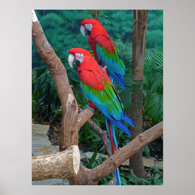 Affiches Deux Macaws à ailes rouge et verte Ara Chloropteru (Devant)