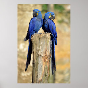 Affiches Deux macaws Hyacinth