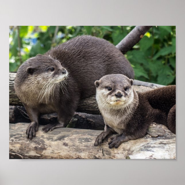 Affiches Deux Mignonnes loutres | Otter (Devant)