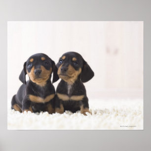 Affiches Deux Mini Dachshund Assis