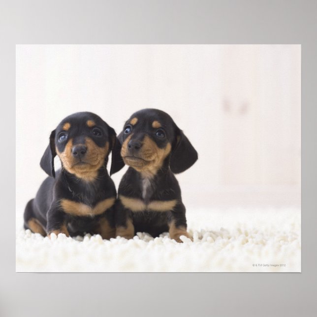 Affiches Deux Mini Dachshund Assis (Devant)