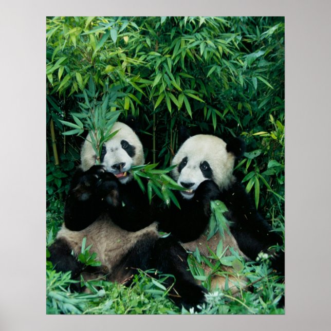 Affiches Deux pandas mangeant du bambou ensemble, Wolong (Devant)
