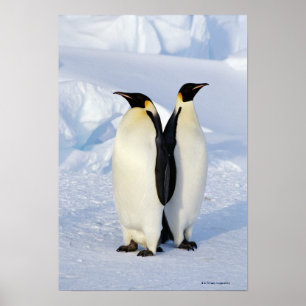 Affiches Deux pingouins empereurs en Antarctique