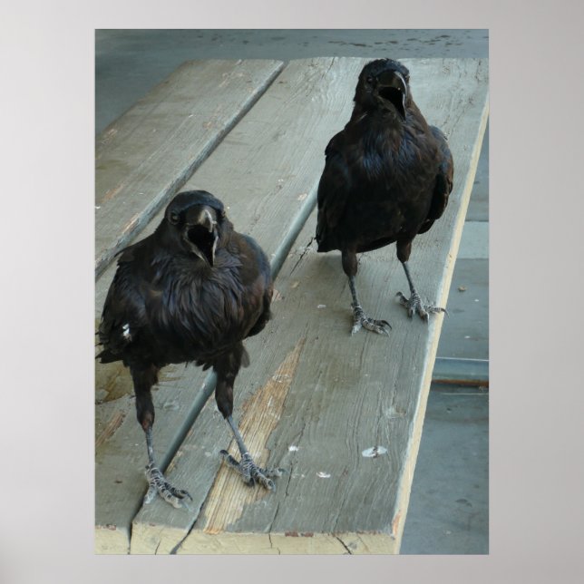 Affiches Deux Ravens Cawen sur un banc à l'extérieur de l'a (Devant)