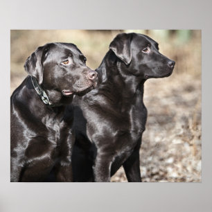 Affiches Deux récupérateurs Black Labrador