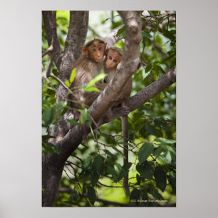 Affiches Deux singes dans un arbre