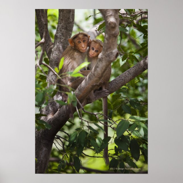 Affiches Deux Singes Dans Un Arbre (Devant)