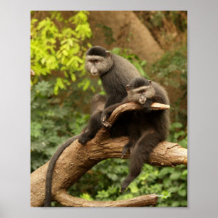 Affiches Deux singes dans une toile d'arbre