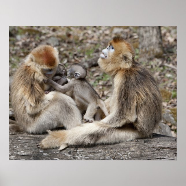 Affiches Deux singes dorés femelles avec des nouveau-nés (Devant)