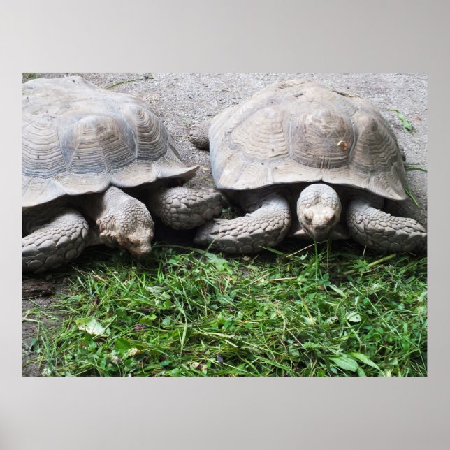 Affiches Deux tortues nourrissant un animal (Devant)