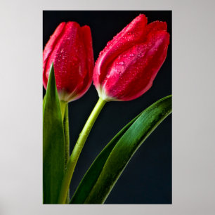 Affiches Deux tulips