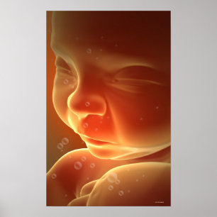 Affiches Développement embryonnaire 4