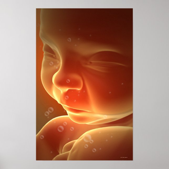 Affiches Développement embryonnaire 4 (Devant)