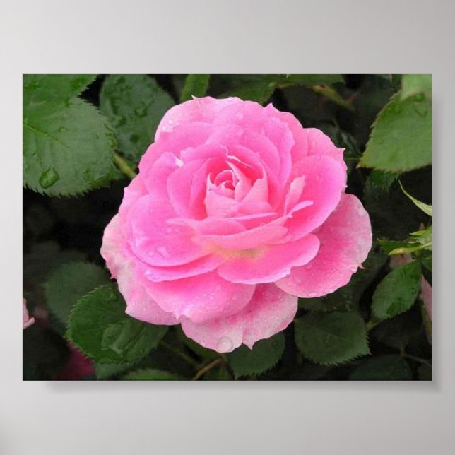 Affiches Dew Kissed Rose (Devant)