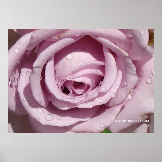Affiches Dew sur un Rose de lavande (Devant)